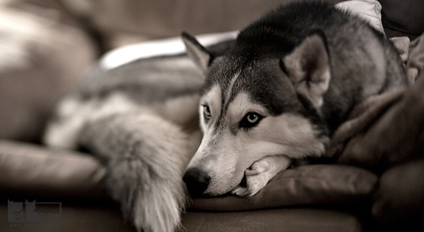 نگهداری و بهداشت سگ هاسکی